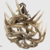 bottom view of the snowmass whitetail antler chandelier