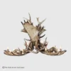 522-XL 0D 0AMt Massive Oval Moose 1800x1800 1 oval moose antler chandelier