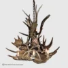 522-XL 0D 0AMt Massive Oval Moose 1800x1800 2