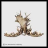 522-XL Extra Large Mt Massive Oval Moose Antler Chandelier 1800x1800 Mt Massive Oval Moose Antler Chandelier