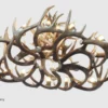 bottom view of the oval whitetail antler chandelier blanca peak