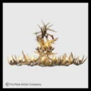 Blanca Peak Oval Whitetail Deer Antler Chandelier