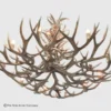 bottom view of the tall and round mule deer antler chandelier