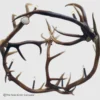 551-M Mt Eolus 3 bottom view of the round elk antler chandelier Mt Eolus