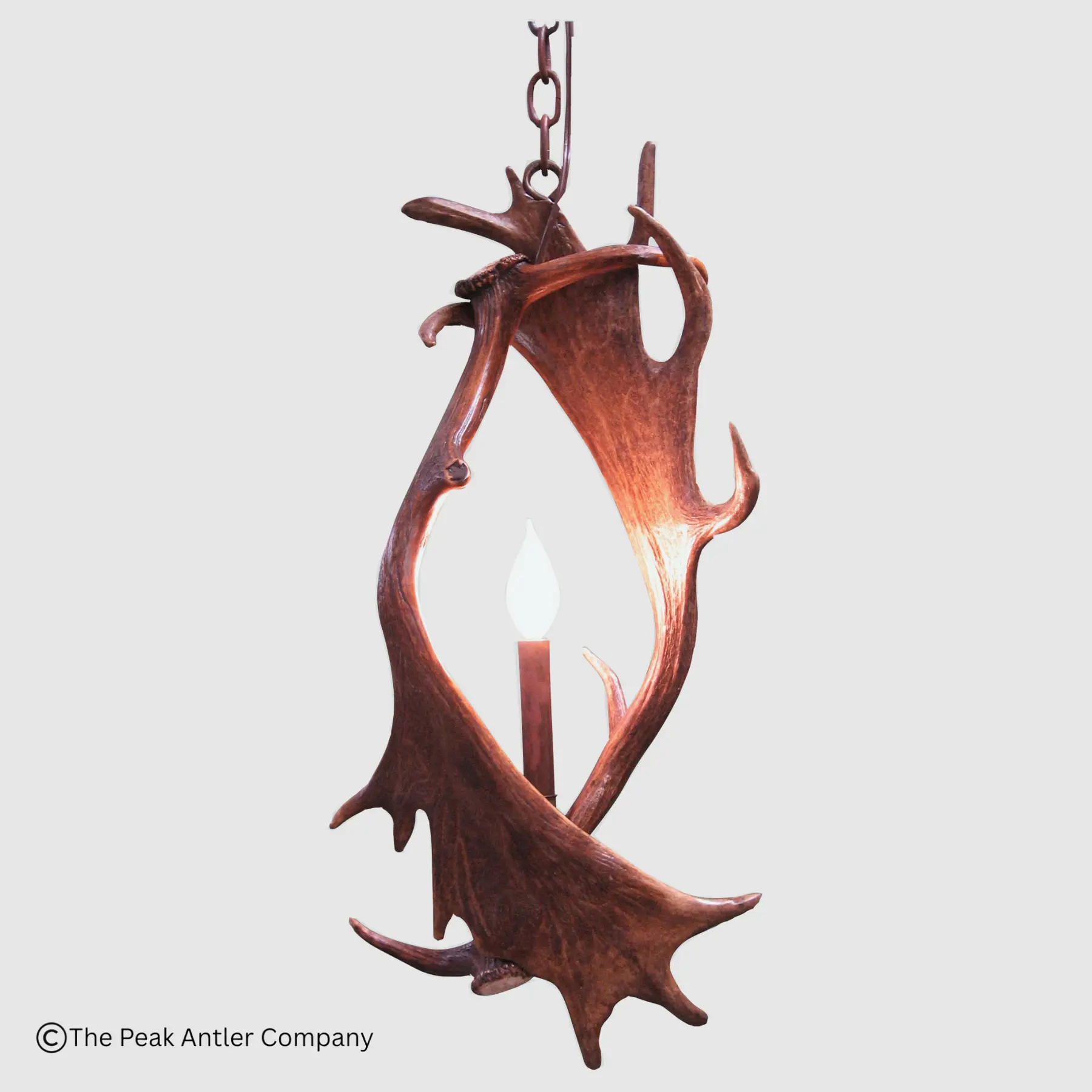 fallow deer antler pendant light with 2 antler and 1 light