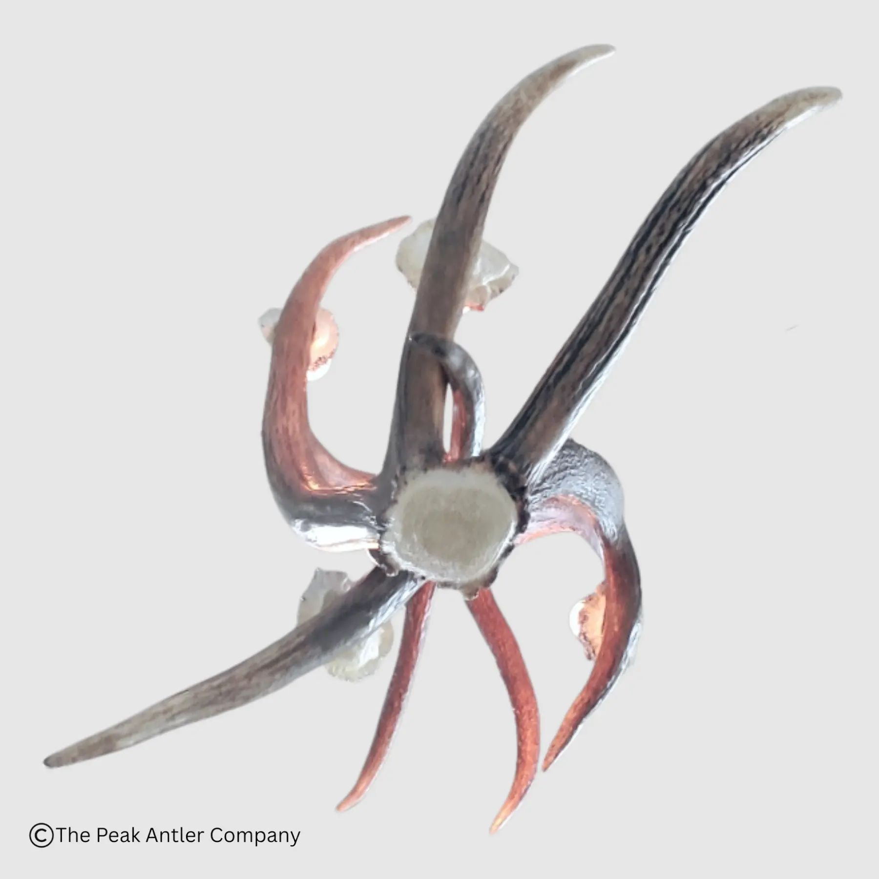 bottom view of the elk antler pendant light