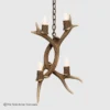 mule deer antler pendant light with two antlers 4 lights