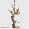 backside of the whitetail deer antler pendant light