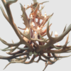 bottom view of the round extra large Elk, Moose & Deer Antler Chandelier