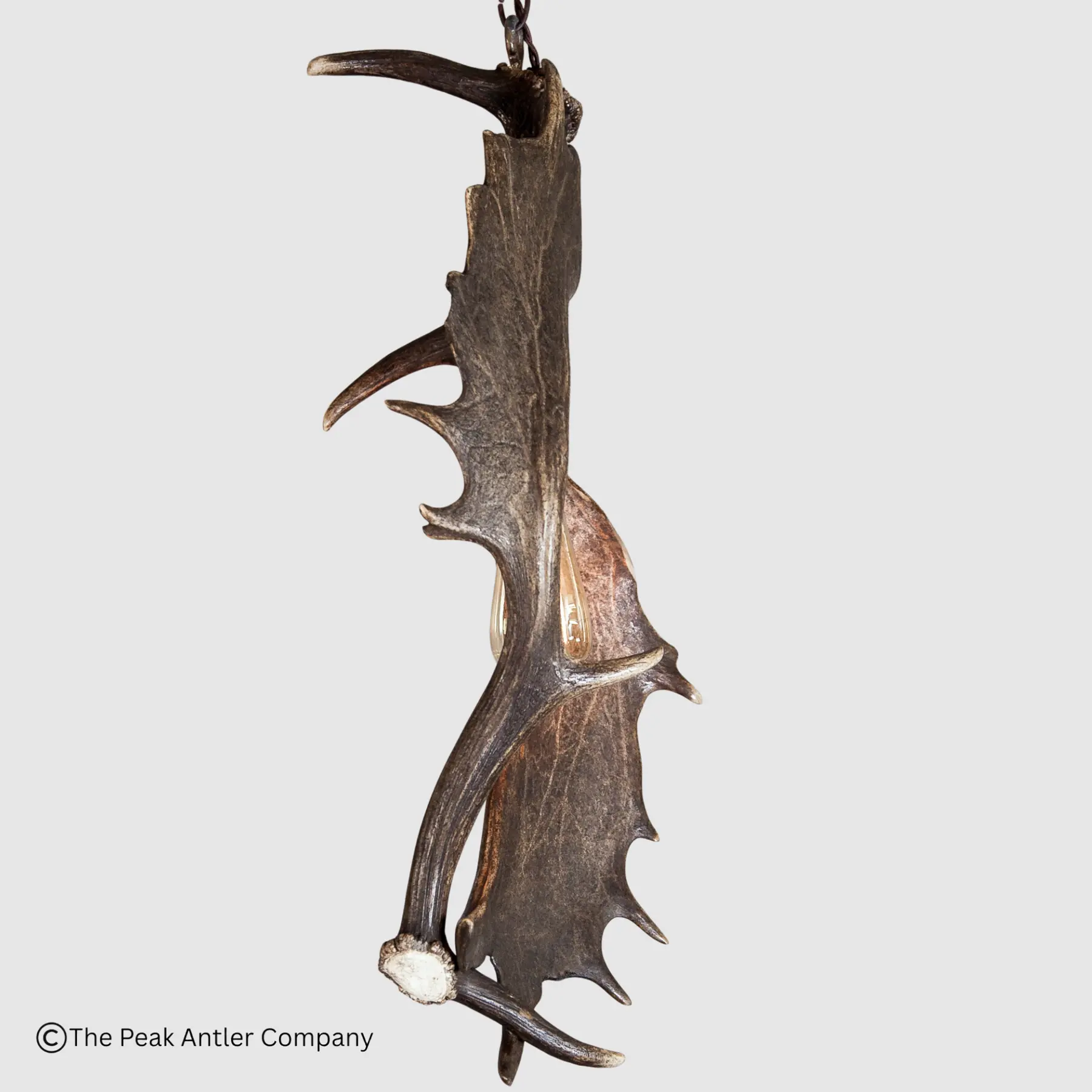 side view of the small fallow deer antler pendant light