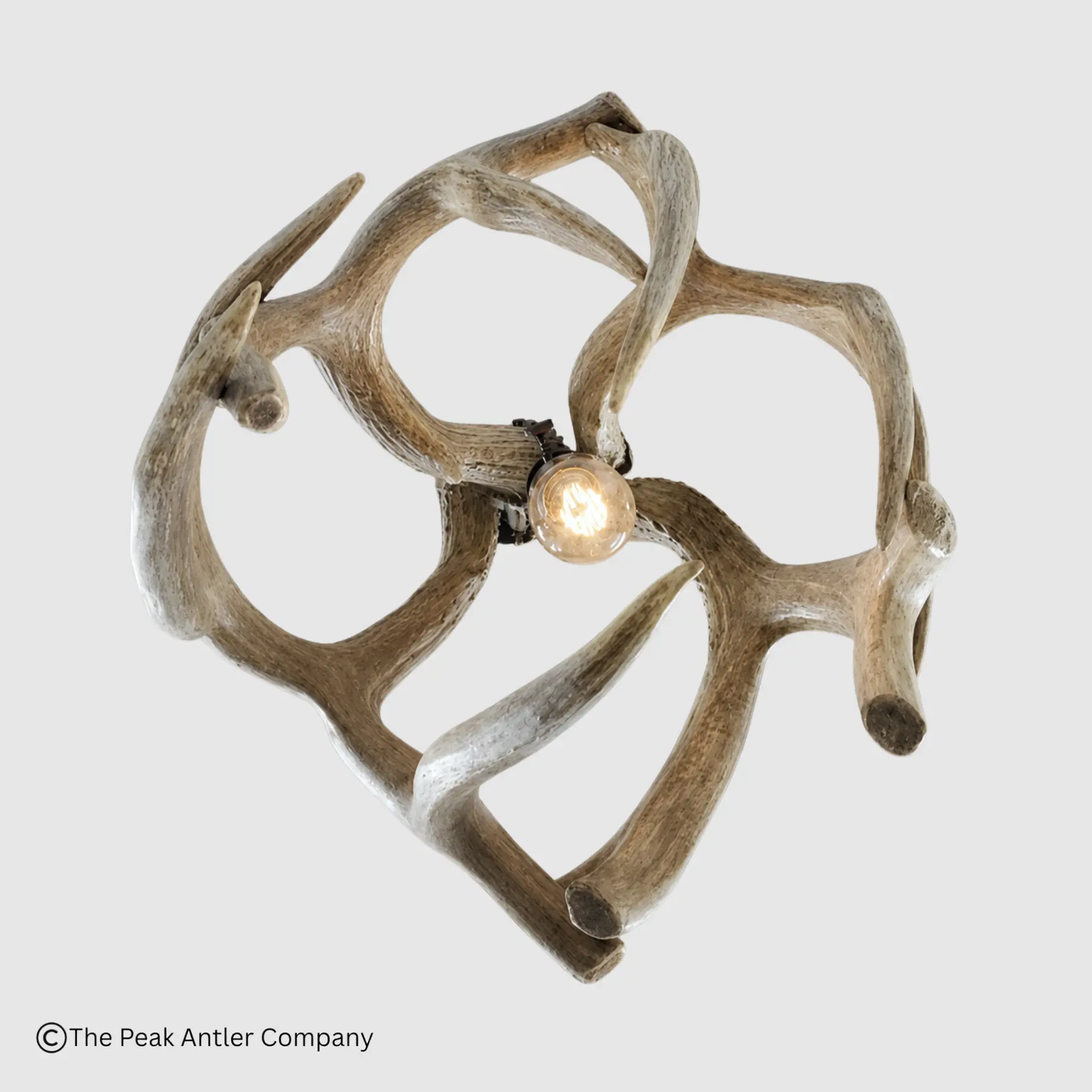 bottom view of the small round mule deer antler globe pendant light with one light