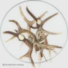 elk and mule deer antler ens table