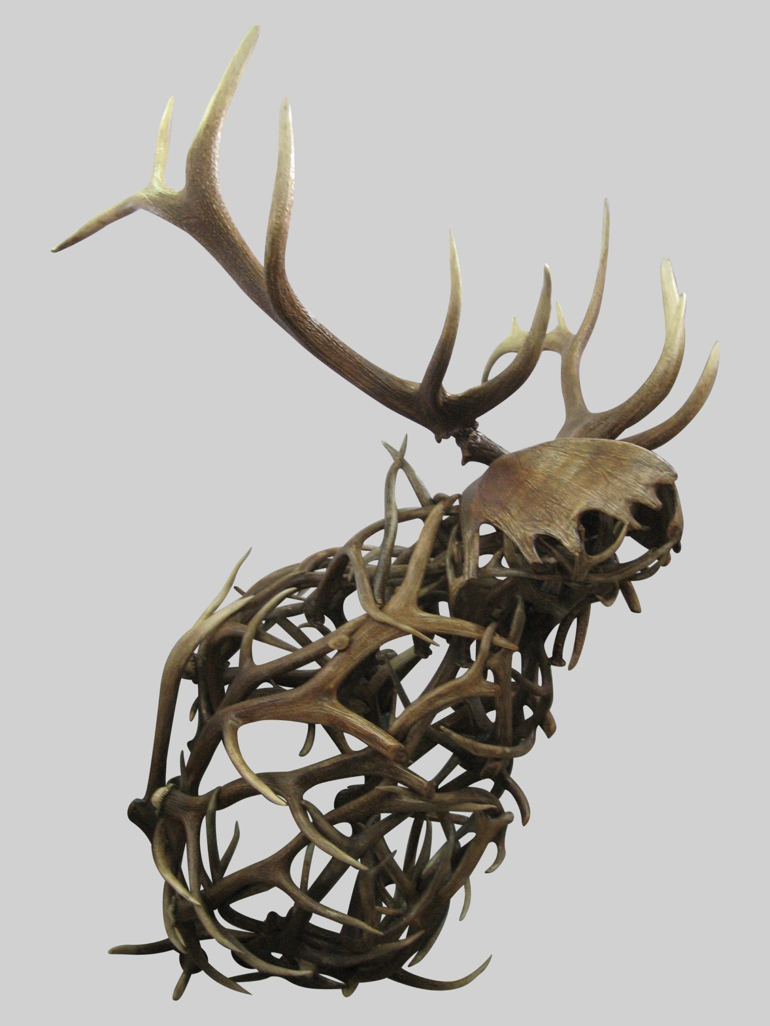Sir-Lance-O-lot-side.jpg back view of antler deer bust