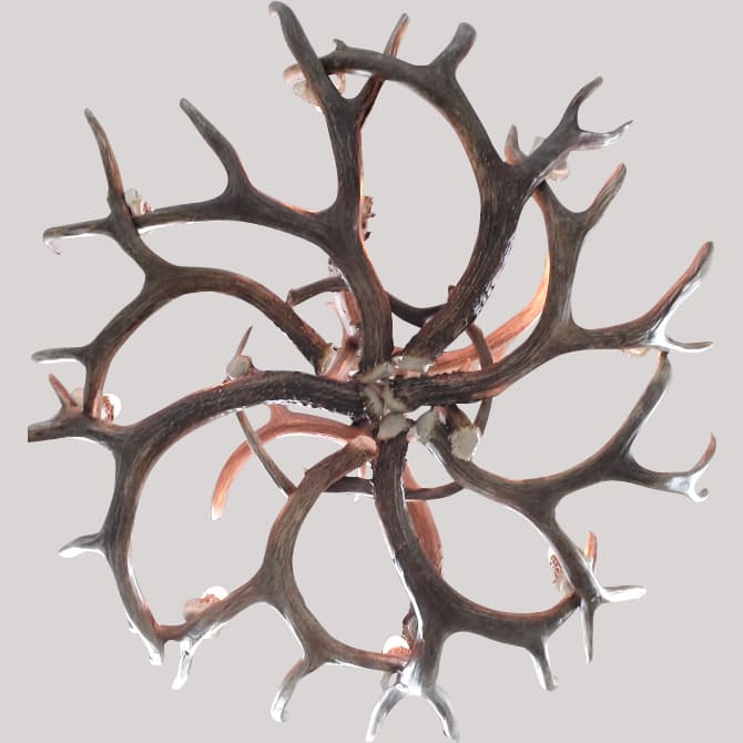 bottom view of large mule deer chandelier the farmhouse 