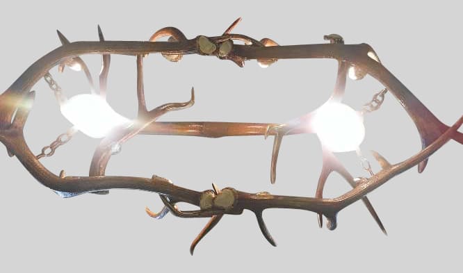 bottom view of snowmass elk with horse tack