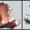 uncompahgre peak series moose antler chandeliers