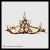 Mt Belford Elk & Mule Deer Chandelier
