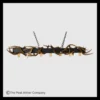 Modern Whitetail Antler Chandelier with Metal Beam