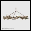 Halo Mule Deer Antler Chandelier