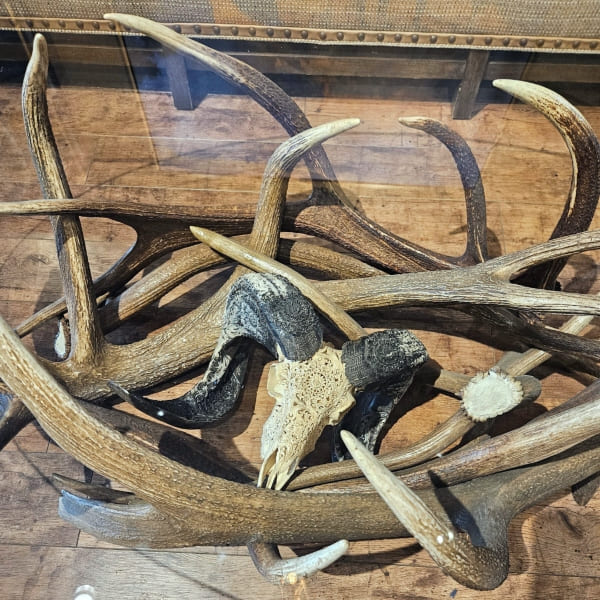 close up of skull in elk antler coffee table